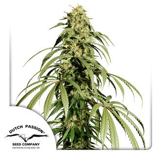 Ice Cream Haze (Dutch Passion) Feminiserade