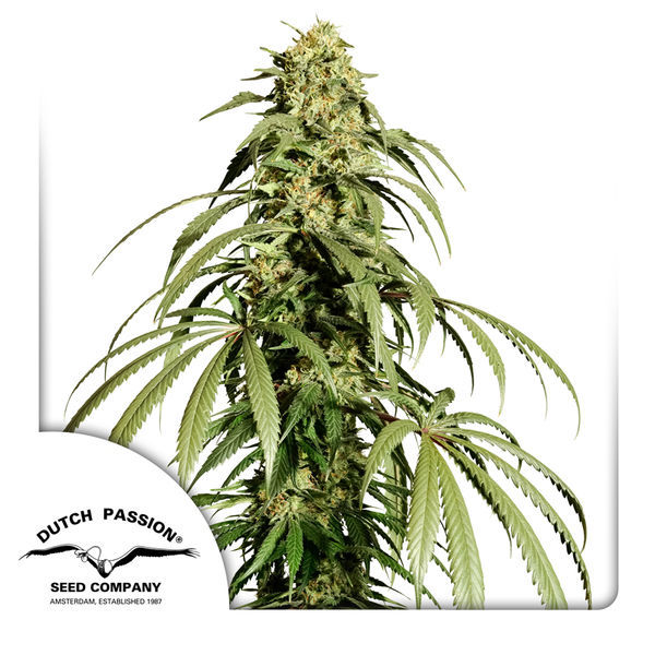 Ice Cream Haze (Dutch Passion) Feminiserade