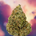 Ice Cream Haze (Dutch Passion) Feminiserade