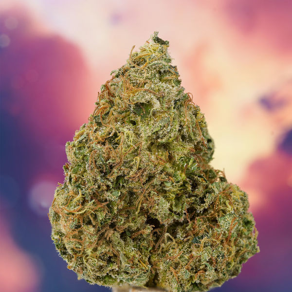 Ice Cream Haze (Dutch Passion) Feminiserade