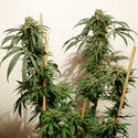 Ice Cream Haze (Dutch Passion) Feminiserade