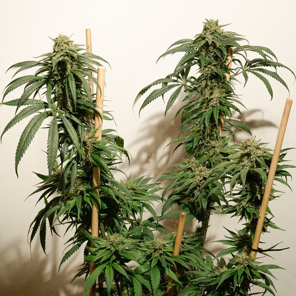 Ice Cream Haze (Dutch Passion) Feminiserade