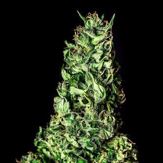 Moby Dick (Kannabia) feminiserade cannabisfr&ouml;n