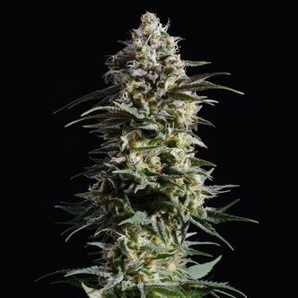 Pure Skunk Go Fast (Kannabia) feminiserade cannabisfr&ouml;n