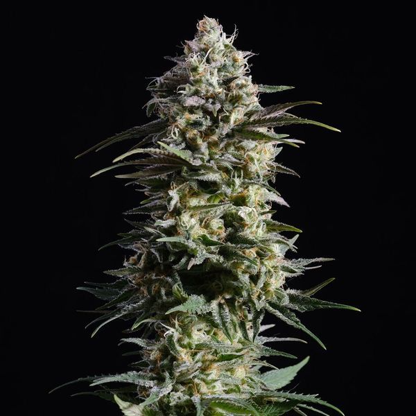 Pure Skunk Go Fast (Kannabia) Feminiserade