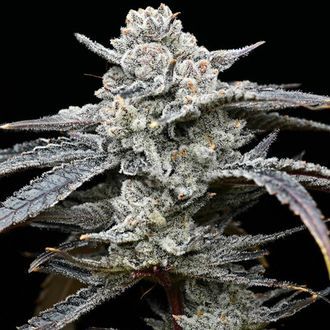 Lemon Cherry Gelato (Barney's Farm x Backpackboyz) Feminiserade