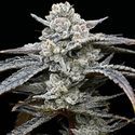 Lemon Cherry Gelato (Barney's Farm x Backpackboyz) Feminiserade