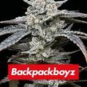 Lemon Cherry Gelato (Barney's Farm x Backpackboyz) Feminiserade