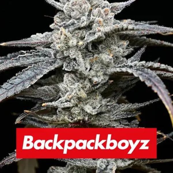 Lemon Cherry Gelato (Barney's Farm x Backpackboyz) Feminiserade