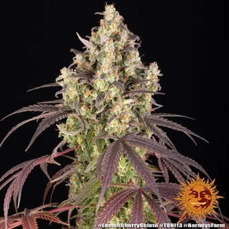 Lemon Cherry Gelato (Barney's Farm) feminiserade cannabisfr&ouml;n