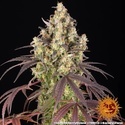 Lemon Cherry Gelato (Barney's Farm x Backpackboyz) Feminiserade
