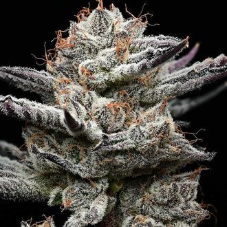 Black Cherry Gushers (Barney's Farm x Backpackboyz) Feminiserade