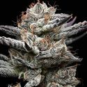 Black Cherry Gushers (Barney's Farm x Backpackboyz) Feminiserade