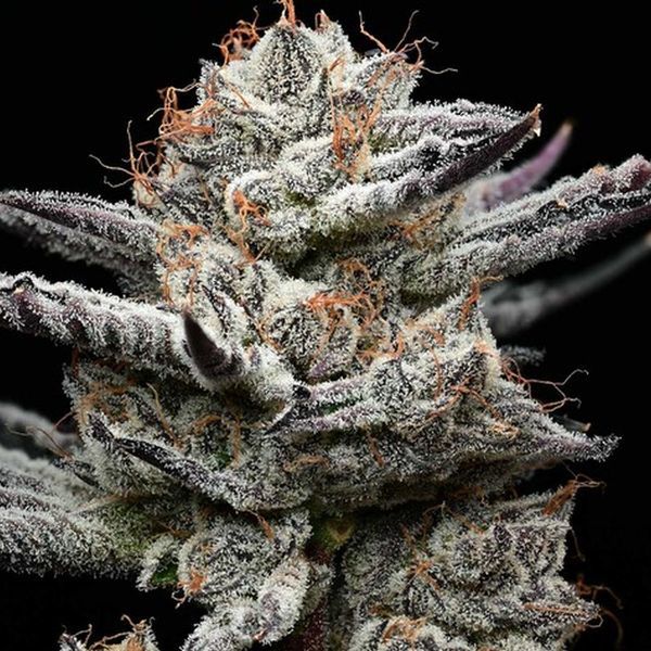 Black Cherry Gushers (Barney's Farm x Backpackboyz) Feminiserade