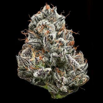 Black Cherry Gushers (Barney's Farm x Backpackboyz) Feminiserade