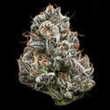 Black Cherry Gushers (Barney's Farm x Backpackboyz) Feminiserade