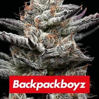 Black Cherry Gushers (Barney's Farm) feminiserade