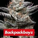 Black Cherry Gushers (Barney's Farm x Backpackboyz) Feminiserade