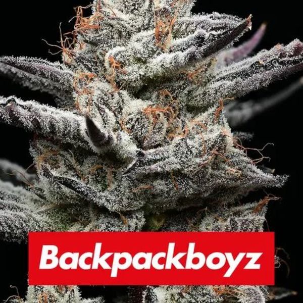 Black Cherry Gushers (Barney's Farm x Backpackboyz) Feminiserade