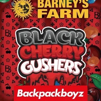 Black Cherry Gushers (Barney's Farm x Backpackboyz) Feminiserade