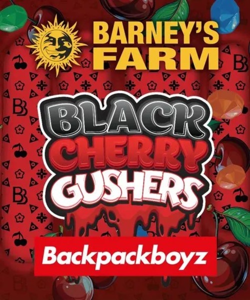 Black Cherry Gushers (Barney's Farm x Backpackboyz) Feminiserade