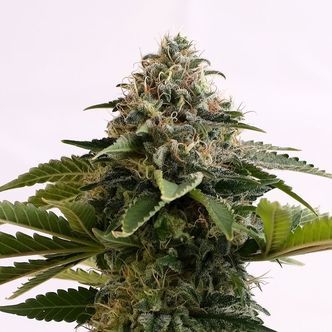 Amnesia Dream XL Auto (Kannabia) feminiserade