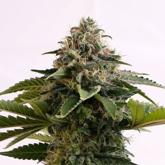 Amnesia Dream XL Auto (Kannabia) Feminiserade