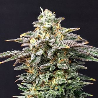 Cherry Dream (Kannabia) feminiserade cannabisfr&ouml;n