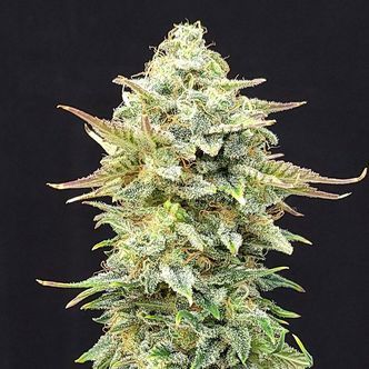 Pineapple Dream (Kannabia) feminiserade cannabisfr&ouml;n