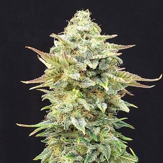 Pineapple Dream (Kannabia) Feminiserade