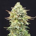 Pineapple Dream (Kannabia) Feminiserade