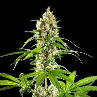 Sunset Sherbet (Kannabia) feminiserade cannabisfr&ouml;n