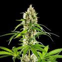 Sunset Sherbet (Kannabia) Feminiserade