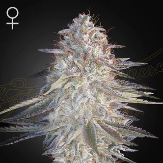Super Lemon Haze x Pink Candy (Greenhouse Seeds) feminiserade cannabisfr&ouml;n