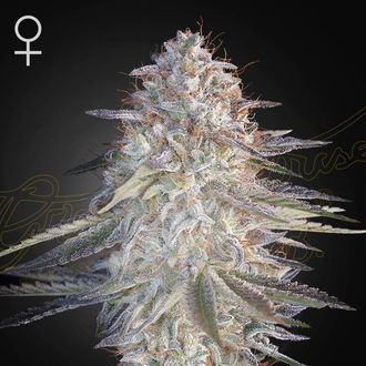 Super Lemon Haze x Pink Candy (Greenhouse Seeds) Feminiserade