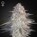 Super Lemon Haze x Pink Candy (Greenhouse Seeds) Feminiserade