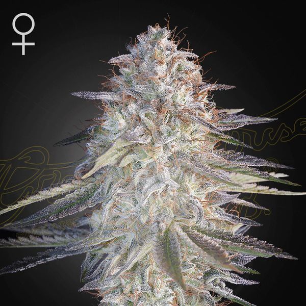Super Lemon Haze x Pink Candy (Greenhouse Seeds) Feminiserade