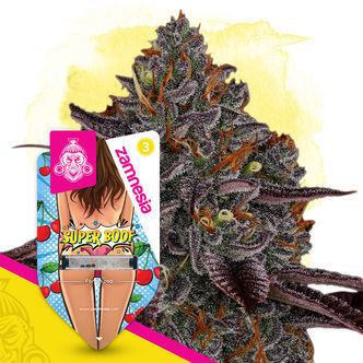Super Boof (Zamnesia Seeds) feminiserade
