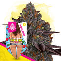 Super Boof (Zamnesia Seeds) Feminiserade
