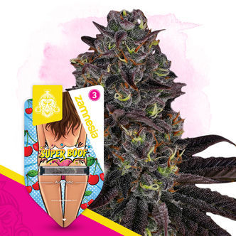 Super Boof Automatic (Zamnesia Seeds) feminiserade