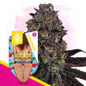 Super Boof Autoflower (Zamnesia Seeds) Feminiserade