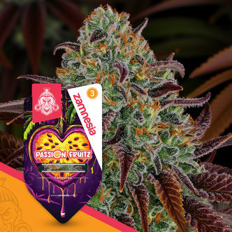 Passion Fruitz (Zamnesia Seeds) feminiserade cannabisfr&ouml;n