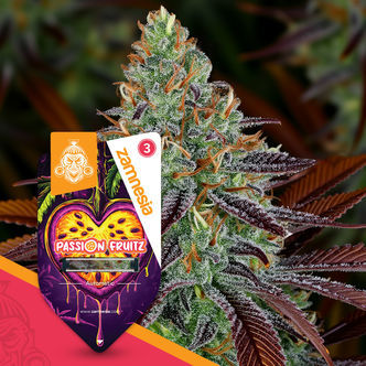 Passion Fruitz Automatic (Zamnesia Seeds) feminiserade