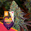 Passion Fruitz Autoflower (Zamnesia Seeds) Feminiserade