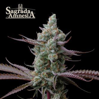 Sagrada Amnesia (Seedstockers) Feminiserade