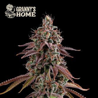 Grannys hem (Seedstockers) Feminiserade