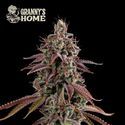 Granny’s Home (Seedstockers) Feminiserade