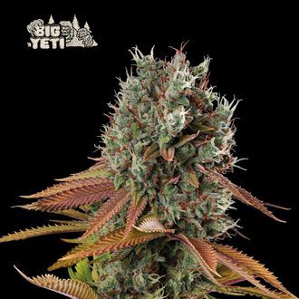 Big Yeti (Seedstockers) Feminiserade
