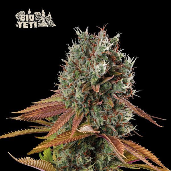Big Yeti (Seedstockers) Feminiserade