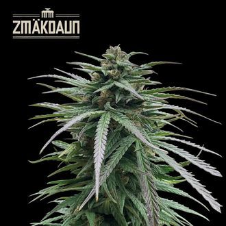 Zm&auml;kdaun (Seedstockers) Feminiserade
